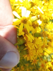 Senecio brasiliensis