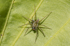 Thaumasia