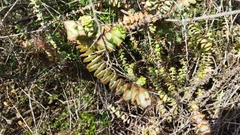 Crassula perforata