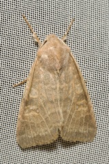Xanthia ocellaris