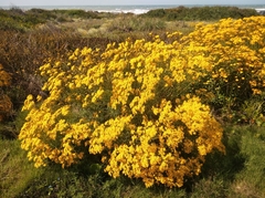 Senecio brasiliensis