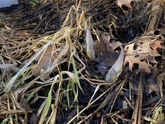 Symplocarpus foetidus