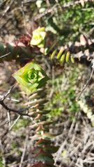 Crassula perforata