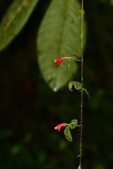 Pachycaulos nummularia