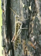 Schistocerca americana