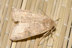 Xanthia ocellaris