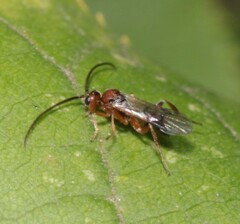 Cheloninae