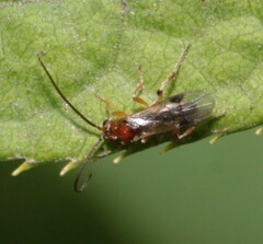 Cheloninae