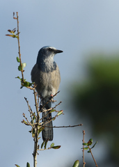 Aphelocoma coerulescens