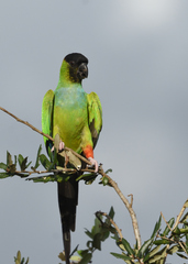 Aratinga nenday