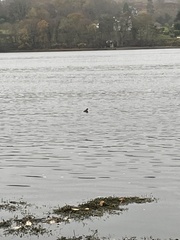 Tachybaptus ruficollis