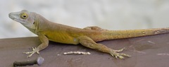 Anolis grahami