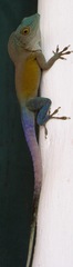 Anolis grahami