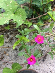 Portulaca amilis