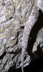 Anolis lemurinus