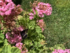 Battus polydamas psittacus