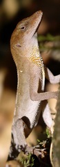 Anolis tropidonotus