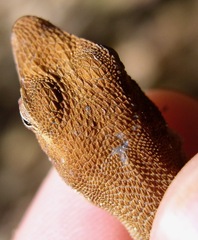 Anolis tropidonotus