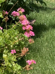 Battus polydamas psittacus