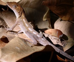 Anolis tropidonotus