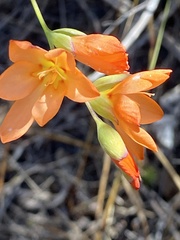 Gladiolus brevitubus