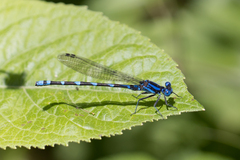 Argia serva