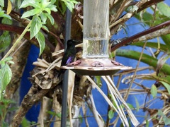 Coeligena helianthea