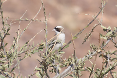 Plocepasser mahali mahali