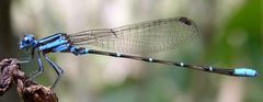 Argia gaumeri
