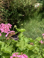 Battus polydamas psittacus