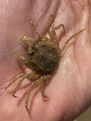 Halicarcinus