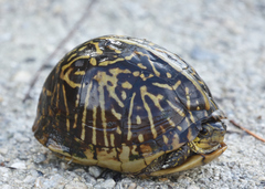 Terrapene carolina bauri