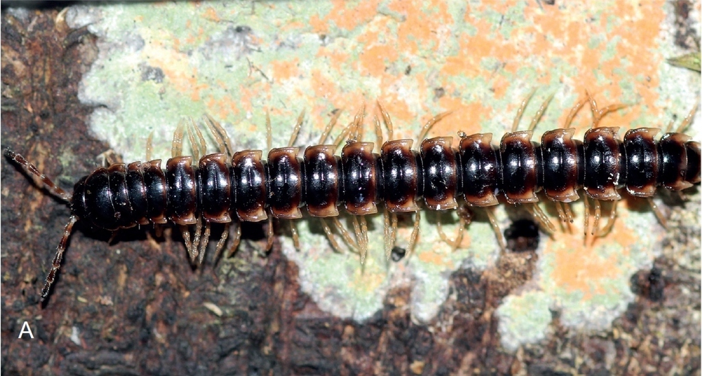 Greenhouse Millipede