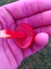 Hygrocybe splendidissima