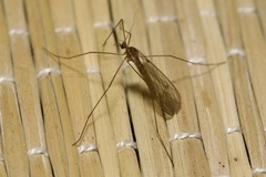 Trichocera annulata