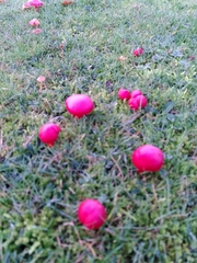 Hygrocybe splendidissima