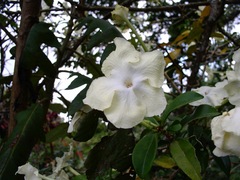 Brunfelsia plicata