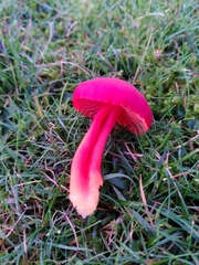 Hygrocybe splendidissima