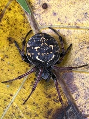 Araneus granadensis