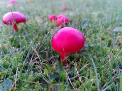 Hygrocybe splendidissima