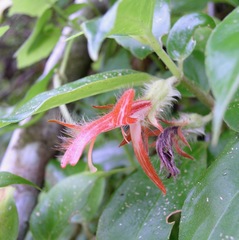 Columnea