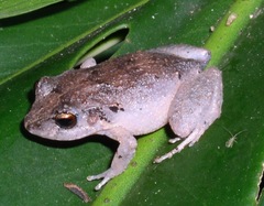 Eleutherodactylus johnstonei