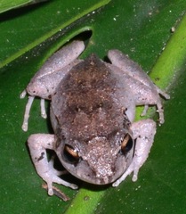 Eleutherodactylus johnstonei