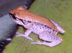 Eleutherodactylus johnstonei