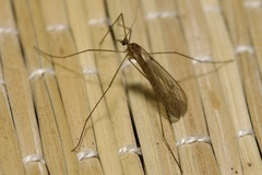 Trichocera annulata