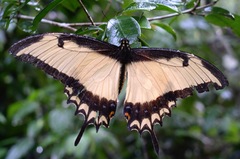 Heraclides thersites