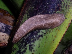 Veronicella sloanii