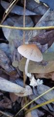 Coprinellus impatiens