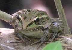 Lithobates brownorum