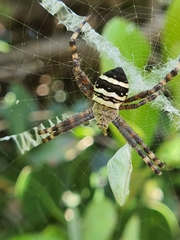 Argiope aurocincta